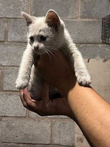 фри пир: Кошка даром: Беспородная, 3 месяца, Девочка — 1