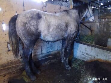 клетка для перепелят: Продаю | Конь (самец) | Рабочий — 1