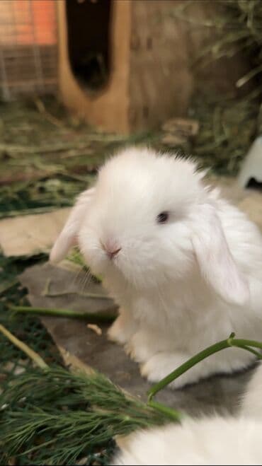 карликовый пудель сколько стоит: 😍🐰🥰 Вислоухие малыши, начинаем бронь😍 Белые голубоглазки😍 Белоснежные — 1