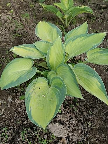 гулдор роза: В наличии много разной хосты, спрашивайте. есть подешевле — 8