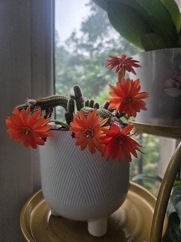 перец полугоркий: Каллигенусный кактус (Chamaecereus silvestrii, «арахисовый кактус» — 1