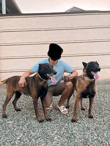 бельгийские овчарки: Щенок бельгийская овчарка малинуа Описание: - Окрас: рыжий (палевый) с — 5