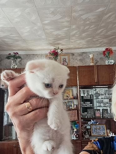 сколько стоит аксолотль: Шотландские котята (вислоухие) - Порода: шотландская вислоухая — 6