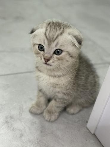 товары для кошек: Шотландские вислоухие котята (Scottish Fold), окрас серебристый табби — 2