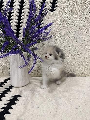 веслоухая кошка: Скотиш Фолд (Шотландская вислоухая), 1 месяц, Девочка, Приучена к лотку — 2