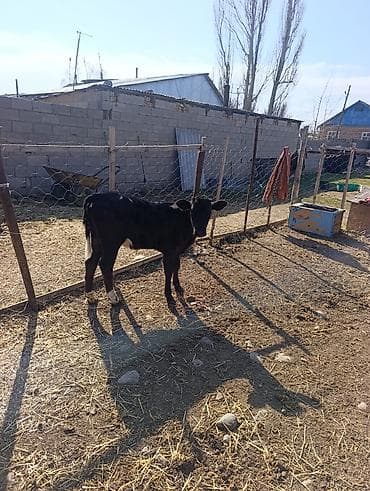 70 сом: Сатам | Музоо | Алатоолук | Көбөйтүү үчүн — 3