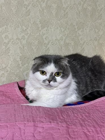 ветврач сокулук: Скотиш Фолд (Шотландиялык шалпаң кулак), 1 жаш, Ургаачы, Боз, Бычылган, Лотокко барууга үйрөтүлгөн, Курттардан тазаланган — 5