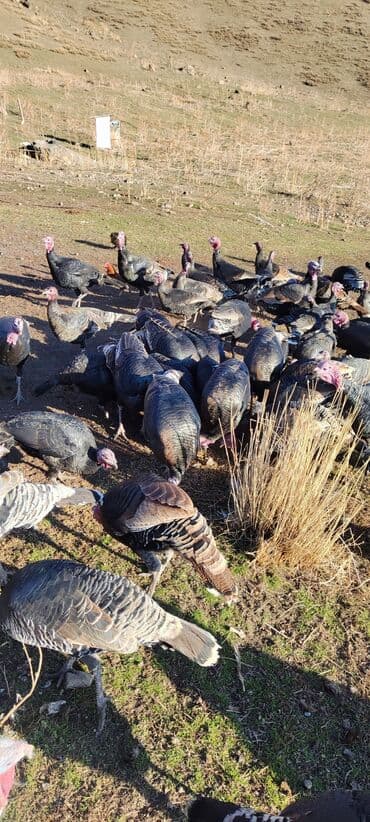 мал айдана ит керек: Продаю | Индюк (самец) | Племенные — 1