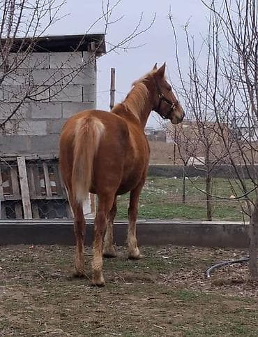 лимузин бычок: Продаю | Кобыла (самка) | Дончак | Для разведения | Племенные — 3