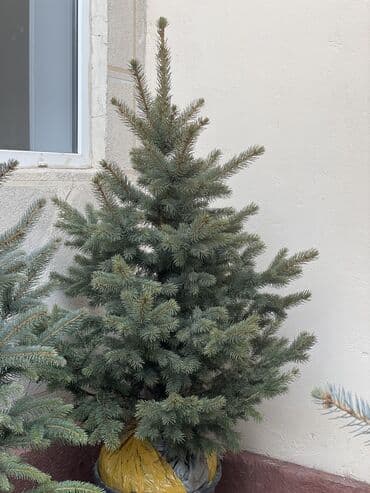 саженцы клен: Продаются елки🌿🌲 От 1м до 3,5м. С хорошим комом. Идеально подойдет для — 9