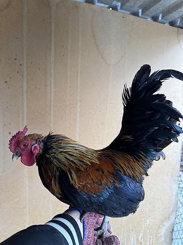 птице ферма: Продаю петухов карлики — 3