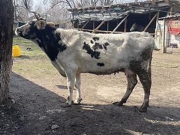 Ветеринар кызматы: Сатам | Уй (ургаачы) | Сүт алуу үчүн — 1