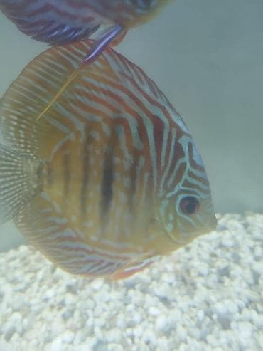 цихлид: Дискусы (Symphysodon) – декоративные аквариумные рыбы круглой формы с — 9