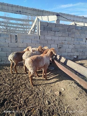 конь рабочий: Продаю | Овца (самка) | Эдильбаевская | Для разведения — 9