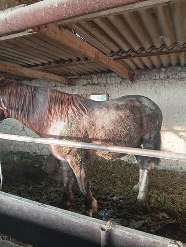 Продаю | Жеребец | Рабочий | Осеменитель