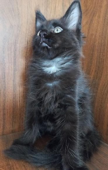 сиамский кошка: 🐾🐈Котята мейн-кун готовы к переезду! Отличный помёт с шикарными — 7