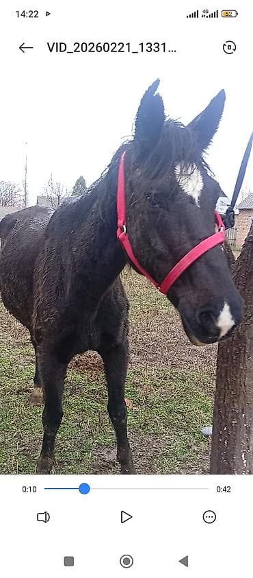 тай жеребец: Продаю | Кобыла (самка) | Для разведения — 2