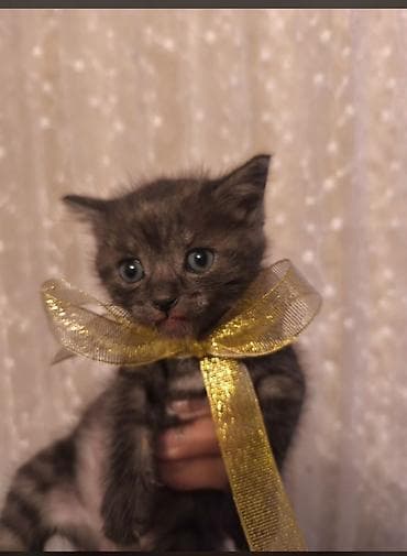 котята бенгальские: Котята, окрасы: дымчатый (серо‑чёрный мраморный) и чёрный. На фото — — 2