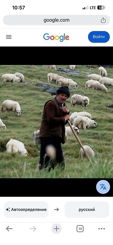 Требуется Пастух, Оплата: Сдельная at lalafo.kg Требуется Пастух, Оплата: Сдельная