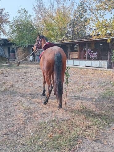 продажа щенков немецкой овчарки с документами в бишкеке: Продаю | Конь (самец) | Рабочий — 1