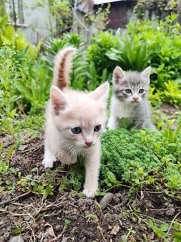 отдам бесплатно котенка: Котята - Возраст 1,5 месяца - Характер: ласковые, любопытные — 4