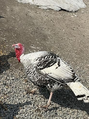 продаю птиц: Продаю | Индюк (самец) | Для разведения — 2