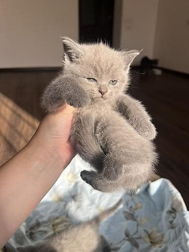 голуби птицы животный: Породистые котята с плотной плюшевой шерстью окраса блю (серый) — 6
