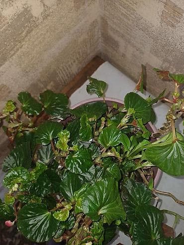 цветы замиокулькас: Комнатные растения в горшках 1) Зелёное декоративно-лиственное — 5