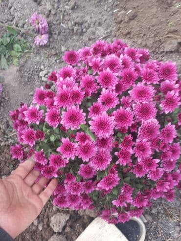 заправка газовых баллонов на дому бишкек: Рассада цветка: Хризантемы — 17