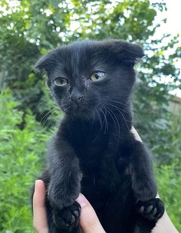 бенгальские кошки цена бишкек: Кошка даром: Скотиш Фолд (Шотландская вислоухая), 2 месяца, Девочка, Приучена к лотку — 1