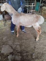 в связи с переездом отдам попугая жако в добрые руки: Другие животные — 3