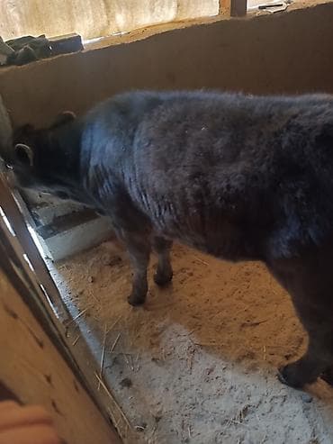 корова ала тоо: Продаю | Музоо, торпок — 3