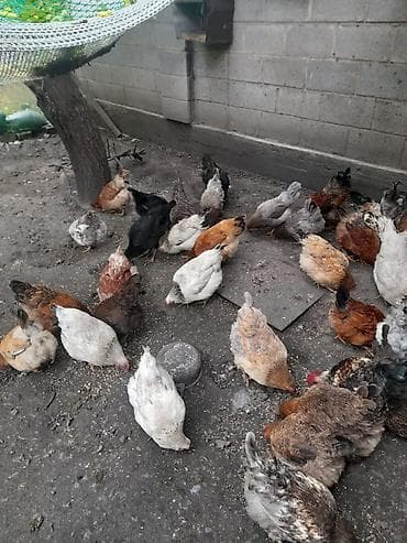 собака азиат: Продаю | Куры | Брама, Кохинхин | Несушки — 5
