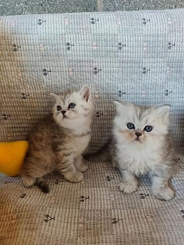 котята дворняжки: Продаются шотландские котята дата рождения 14 апреля — 4