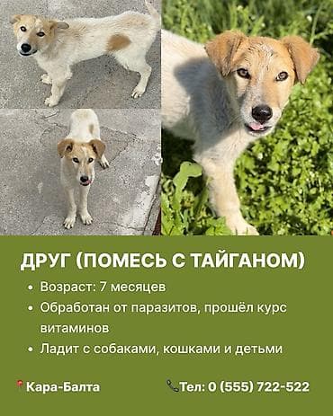 кыргыз и собака: Кара-Балта. Ищем дом для чудесных собак. 1) Ириска - Стерилизована — 4