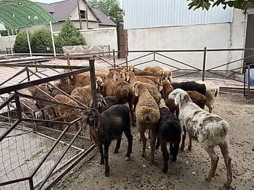 баранина живой: Продаю | Ягненок | Для разведения | Племенные — 8