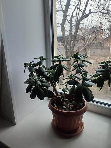 дом цветы: Комнатные растения в горшках 1) Спатифиллум (женское счастье) - — 3