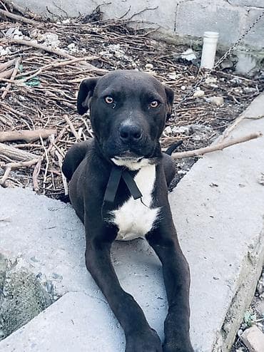 собака бигль: 5 месяцев, Самец — 4