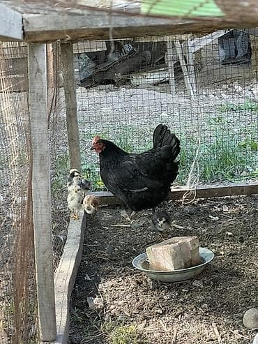 комбикорм для бройлера: Продаю | Куры | Домашняя | Несушки — 1