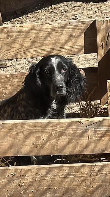 собака охотничий: Щенки охотничьих спаниелей (черно-белый окрас) - Порода: спаниель — 3