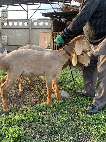 собачий мясо: Продаю | Ягненок | Эдильбаевская | Для разведения | Племенные — 5