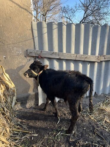 шароле бык: Продаю | Бык (самец), Музоо, торпок — 8