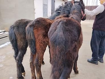 Продаю | Жеребенок | Для разведения | Племенные