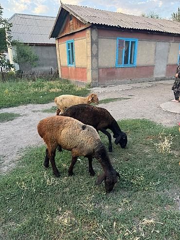 собака такса щенок: Продаю | Ягненок | На забой — 3