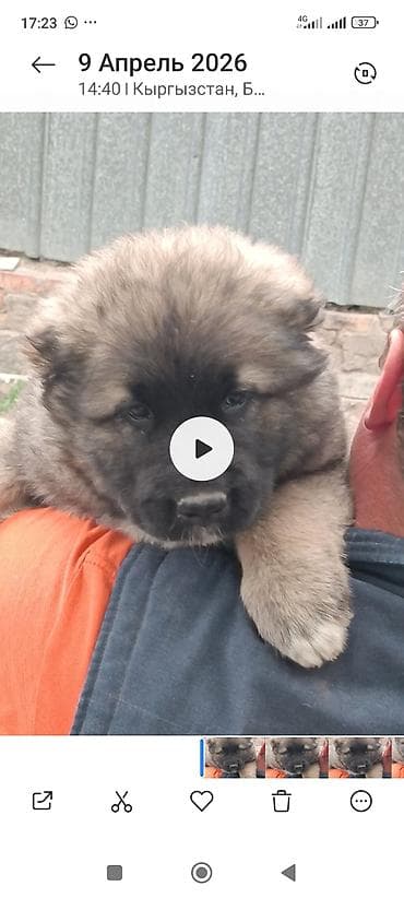 йорк терьер: Тяньшанский медведь 🐻 открыто бронирование щенков кавказской — 2