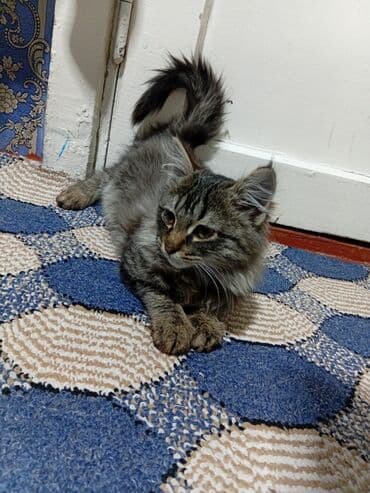 французкий бульдог цена: Мейн-кун, 3 месяца, Мальчик, Серый, Приучена к лотку — 3