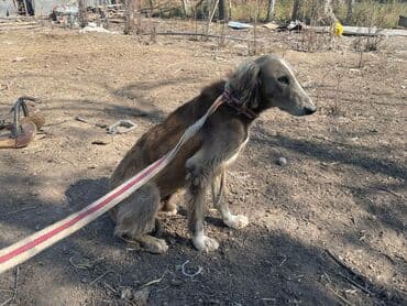 собака бишон: Тайган, 10 месяцев, Самец, С прививкой — 2