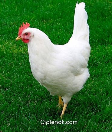 корм цыплят: Продаю | Куры | Леггорн | Несушки — 1