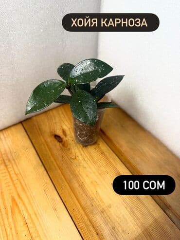 горшки оптом для цветов: Хойя (Hoya) - Хойя публикалис сплэш –Цена: 450 сом. - Хойя Мередити — 17