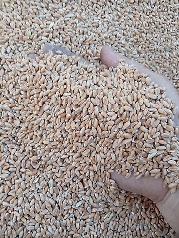 картошка на корм: Кормовые добавки и компоненты для комбикормов Описание: - Жмых/шрот — 6